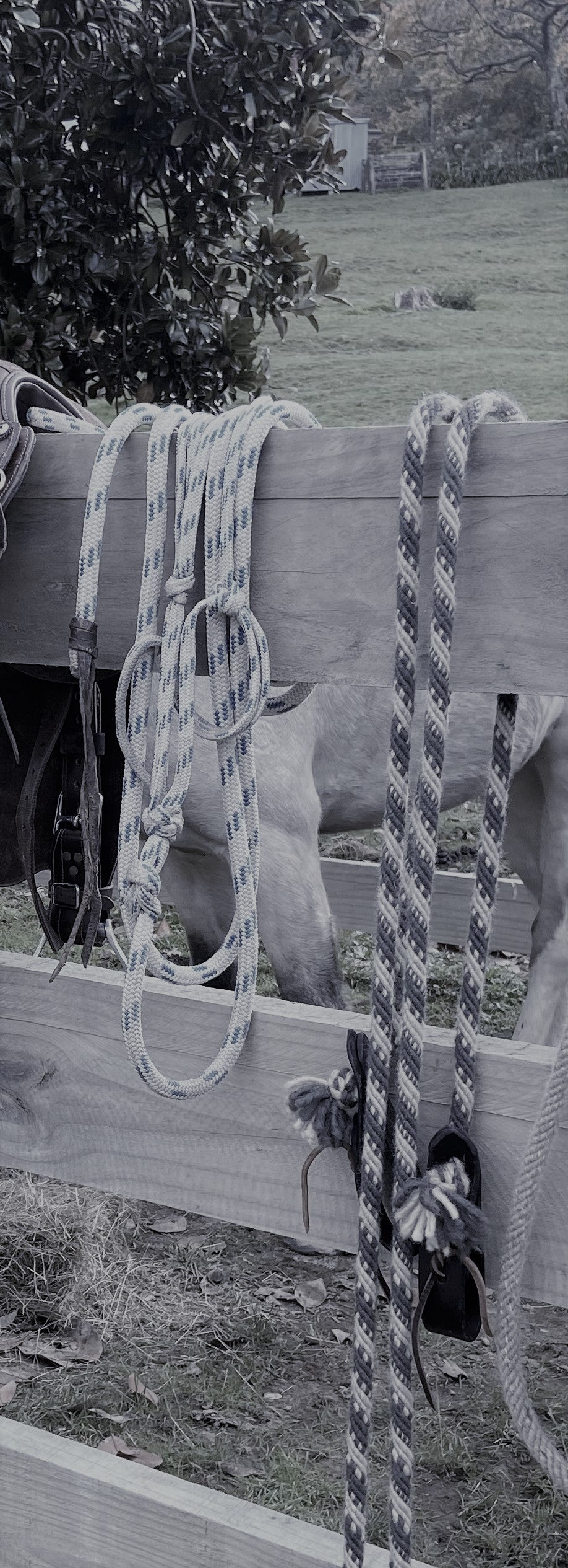 Halter and lead on rail with wool reins